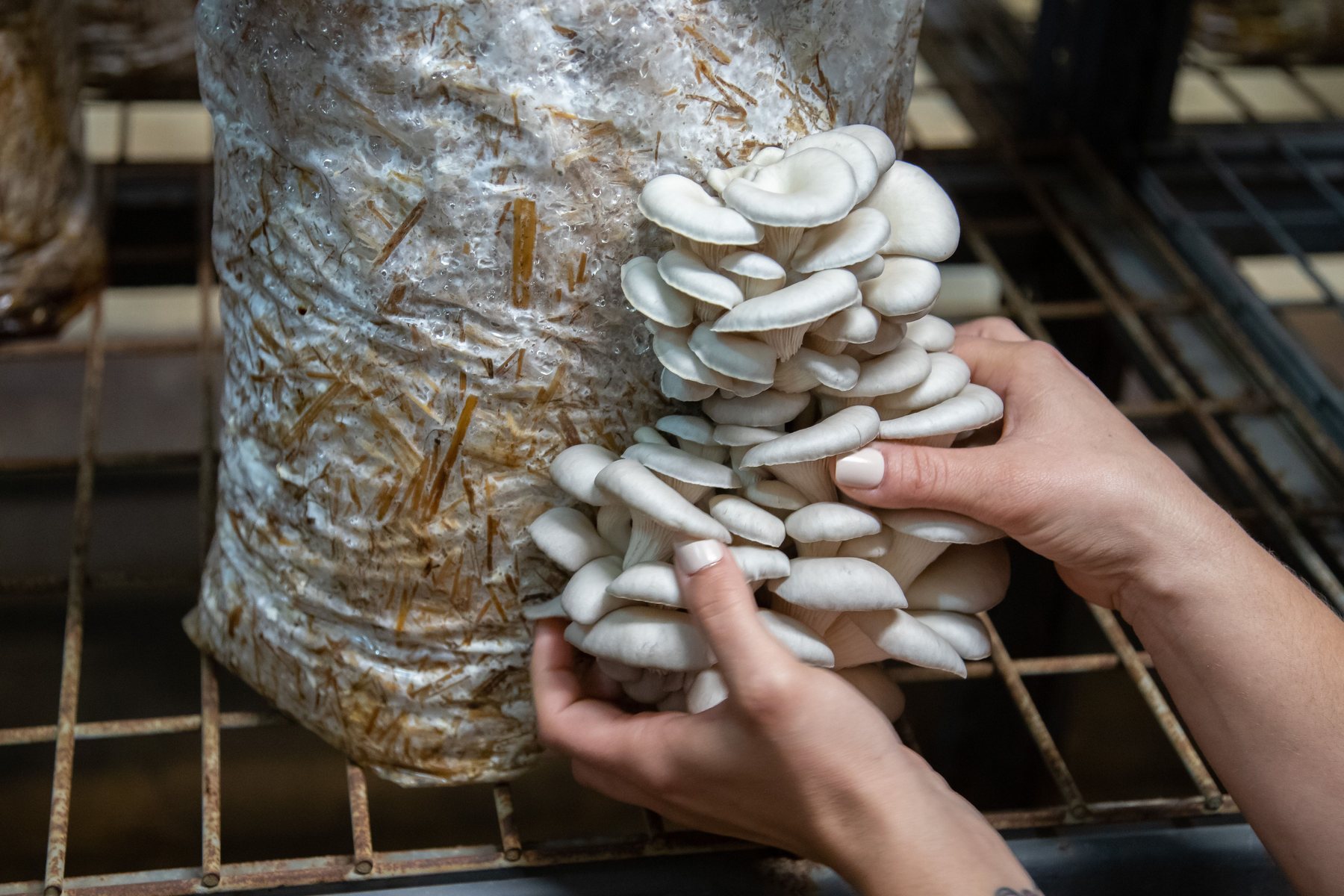 Oyster mushroom production on a fruiting block
