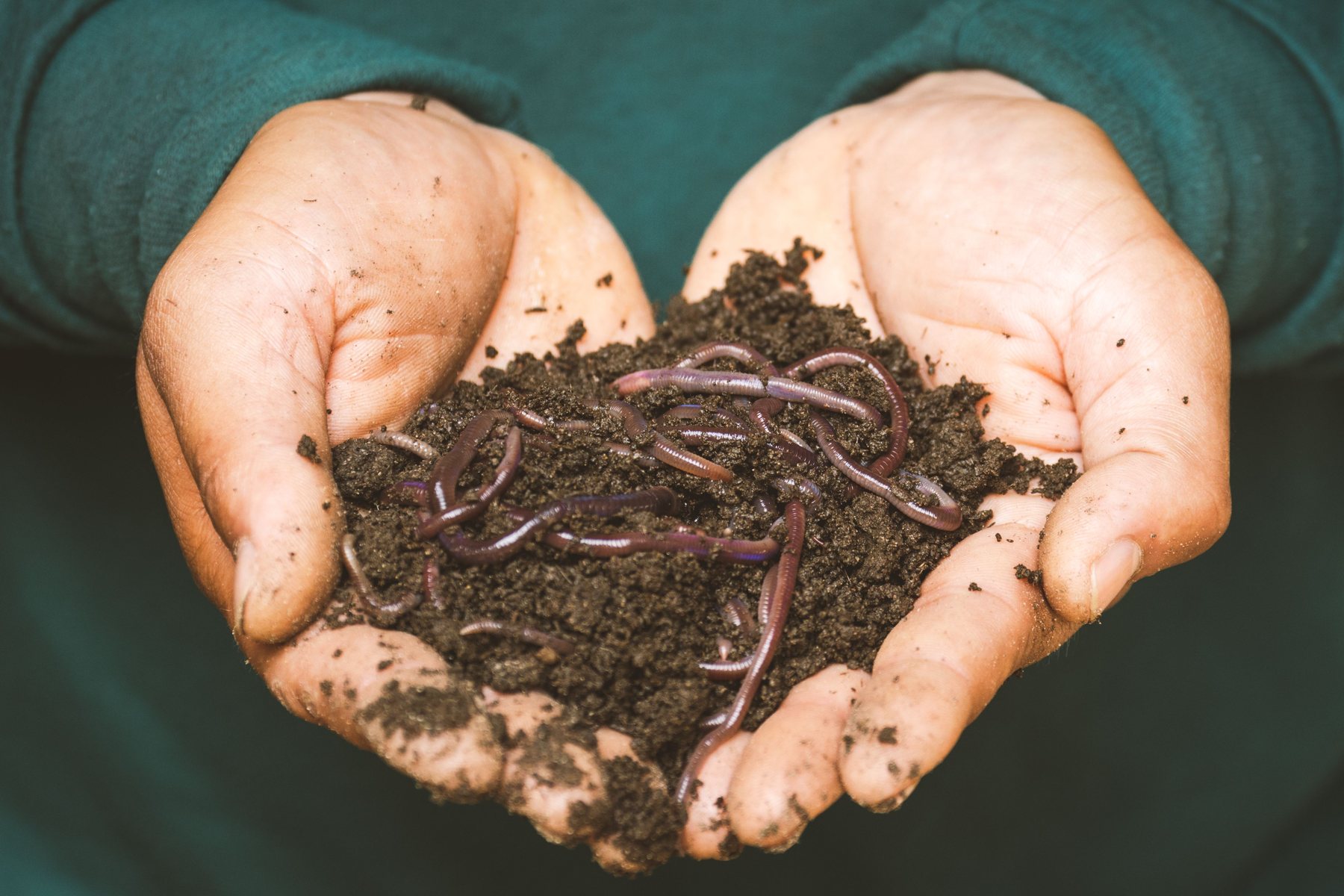 Earthworms and compost held in two hands